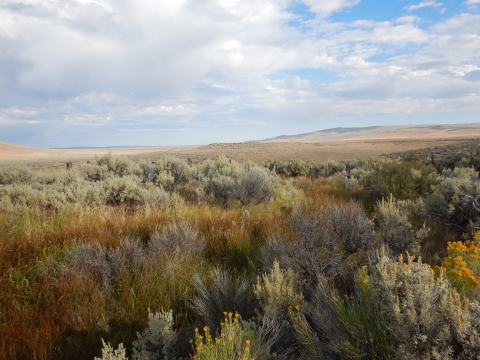 colorful sagebrush ecosystem in spring