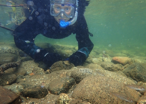 underwater photo of a snorkeler and small fish in a rocky stream