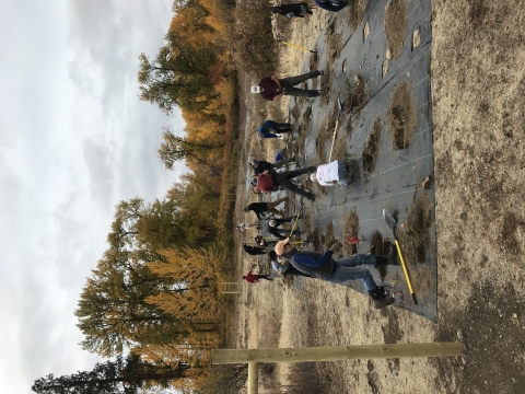 A group of over a dozen people plant small trees.