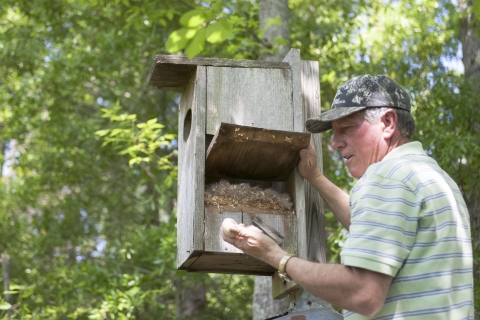 Refuge volunteer holds wood duck eggs while checking wood duck box. 