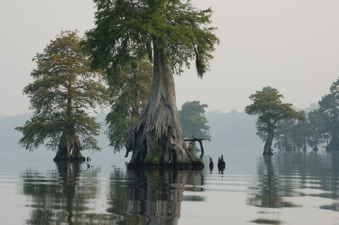 Cypress trees reflecting in clear-but-rippled swamp water