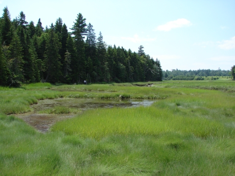 Mason Bay salt marsh, Jonesport, Maine