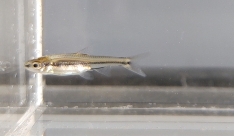 a young Cape Fear Shiner in an aquarium