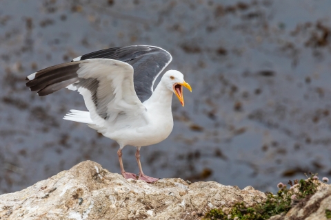 western gull