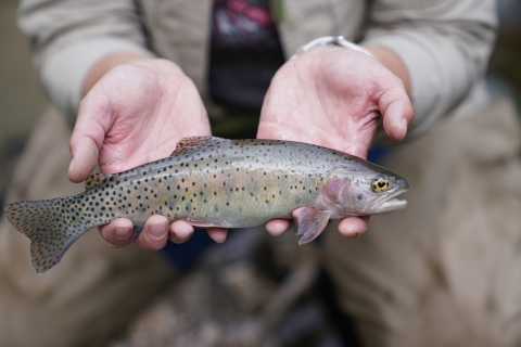 A person holds a fish with both hands. The fish is brown and has dark speckles with a yellow eye.