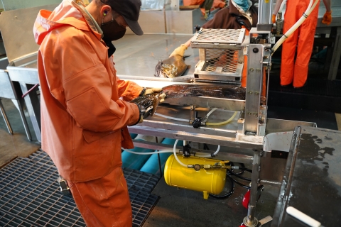 Biologist in orange suite hole punches the fin of fish