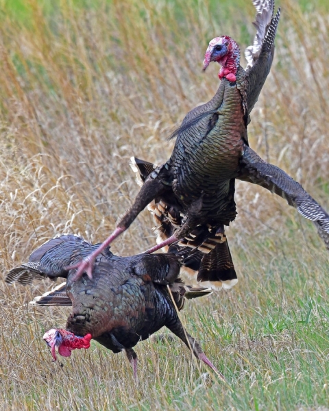 Turkeys at Crescent Lake NWR