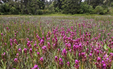 Pink flowers in a meadow