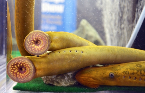 Adult sea lamprey suctioning their mouths on the inside of a tank