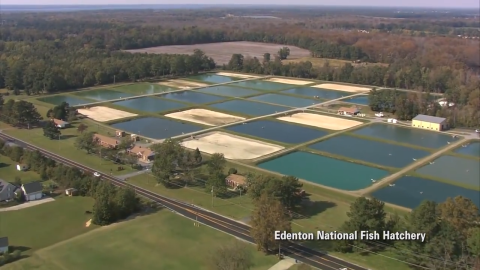 Aerial view of Edenton National Fish Hatchery