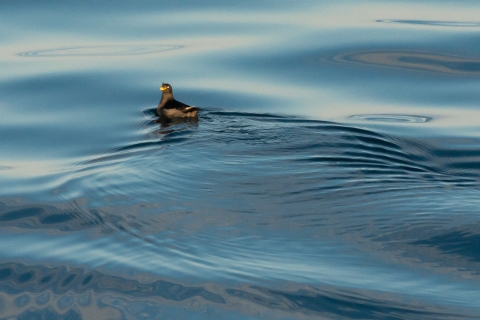 small seabird with black plumage and orange bill on the water