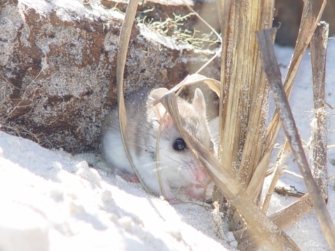 Alabama beach mouse feeding in the sand dunes. 