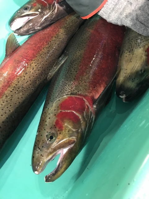 A Female Steelhead on spawning day.