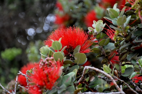 Bright red flowers pop off a green branch