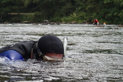 Biologist wearing a wetsuit, snorkeling in a river, with others in the distance.