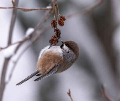 small gray, tan, white bird hanging upside down