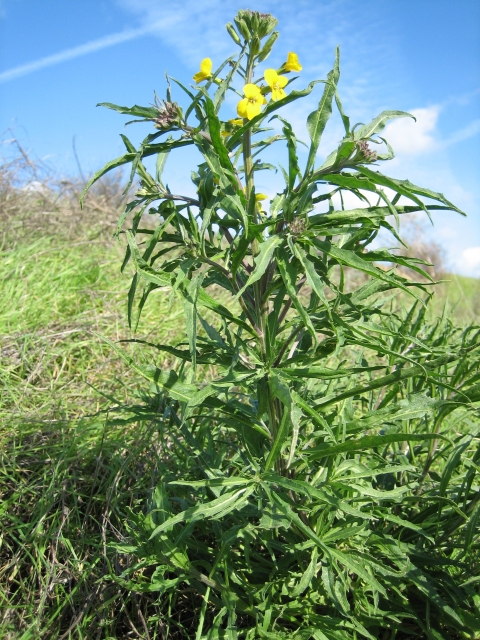 Contra Costa wallflower