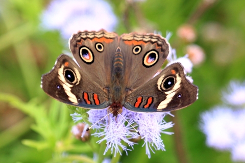 Butterfly Garden