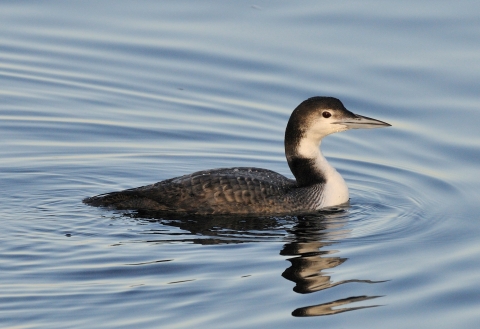 Swimming common loon