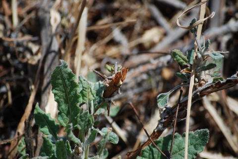 Naked-stemmed buckwheat