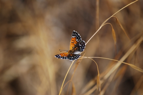 Lange's metalmark butterfly