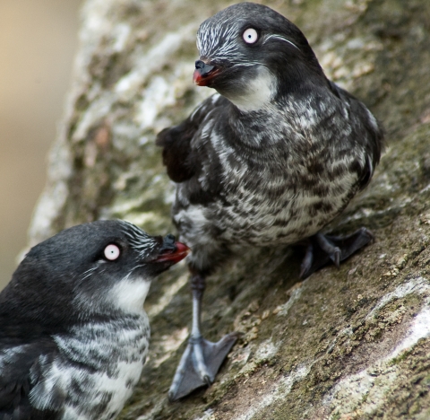 Small black and white birds with white eyes and orange bill perch on a rock.