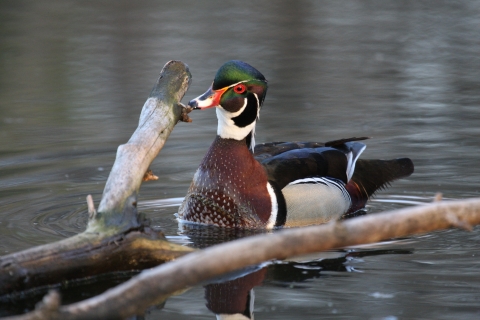 Drake wood duck near submerged stick.