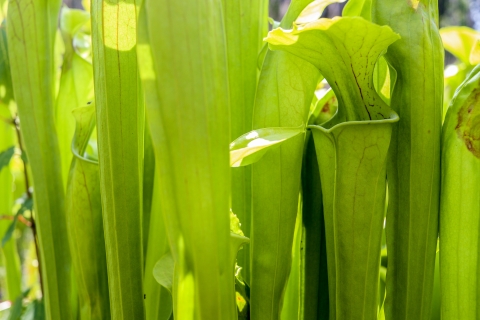 Several pitcher plant pitchers