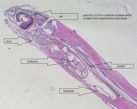 Outline of a fish, including the internal organs. The fish has been sliced open and stained so it appears pink and purple. The anatomy has been labeled: eye, gills, stomach, intestine and kidney. 