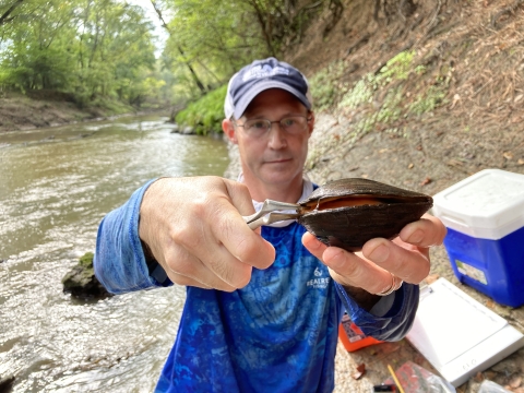 A researcher holds a freshwater mussel open