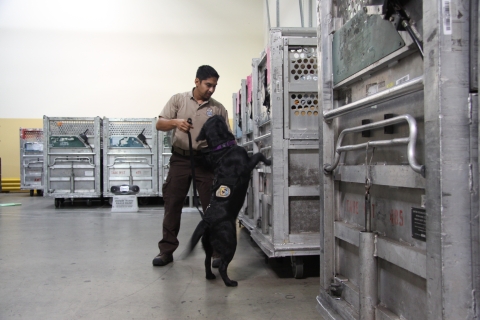 Wildlife Inspector Ray Hernandez and K9 Inspector Lockett conduct mail inspections