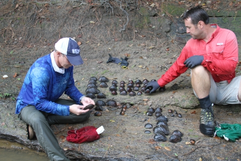 Researchers sort through freshwater mussels