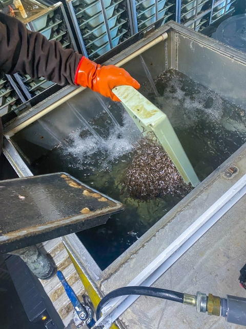 Salmon fry dropped into small water tank