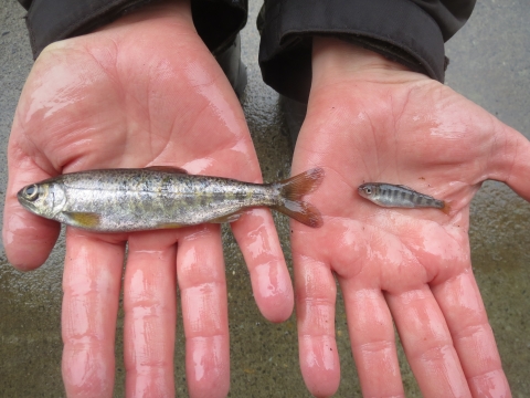 spring Chinook salmon