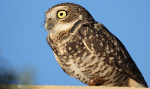 Burrowing Owl