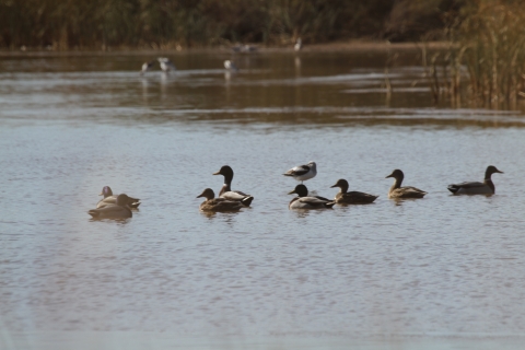 Mallards and American avocet in shallow water