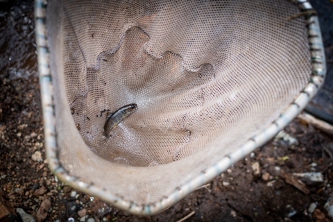 a small spotted fish in a net