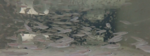 small white colored fish in tank