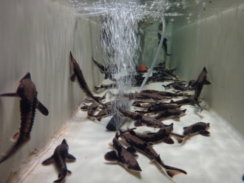 lake sturgeon in trough with air stone and air bubbles