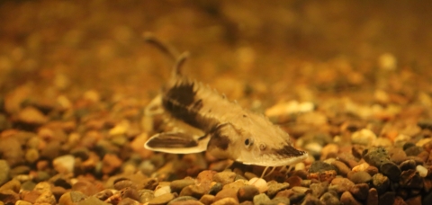 Lake sturgeon on gravel bed at Edenton National Fish Hatchery Aquarium