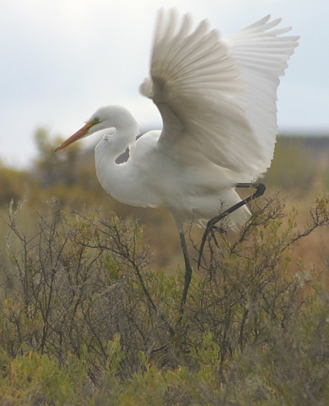 Malheur NWR_Great Egret_Betty Dawson, USFWS Volunteer