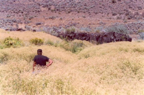 Malheur NWR_Invasive Weeds