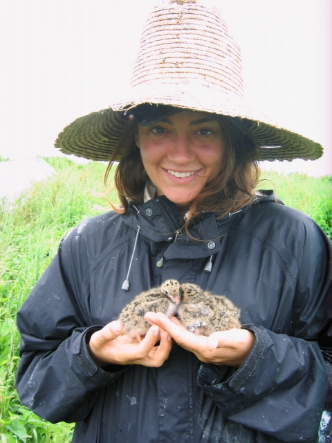 An intern on Falkner Island holds two tern chicks in her hands briefly while they are being weighed.