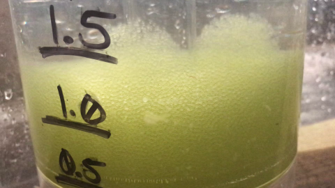 Striped Bass Eggs in hatching Jar