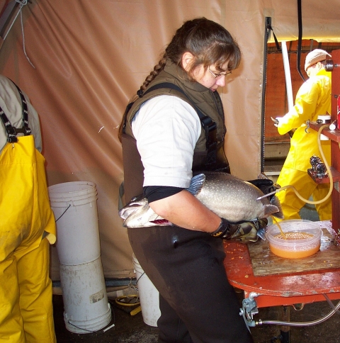 Lake Trout Female Being Air Spawned To Collect Eggs