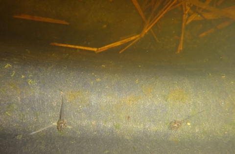 2 tadpoles in tank