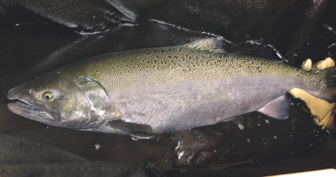 Adult Chinook salmon on a black background