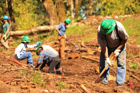 Trail crew working on the trail with hand tools and green hard hats