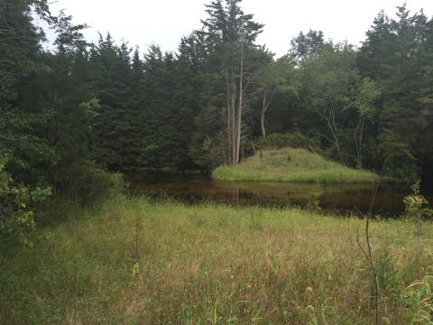 Removal of Westecunk Creek Barrier