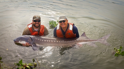 Two men stand in waist-high water, holding a large, gray fish